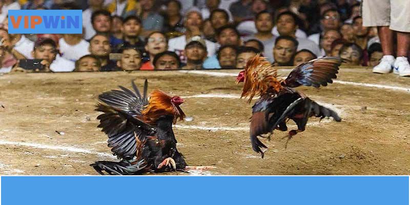 Chọn gà trong độ tuổi trưởng thành có sức bền và khả năng chịu đòn